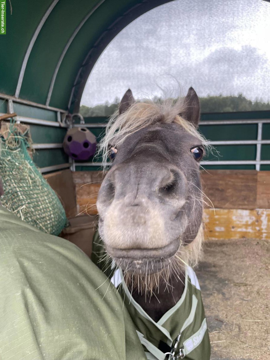 Suche Ferienplatz für meine 2 Ponys, Aarau