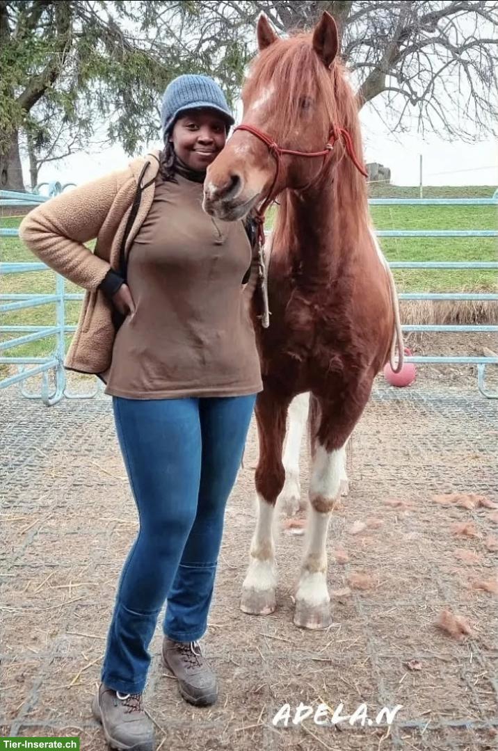 Reitbeteiligung gesucht im Raum Bronschofen SG