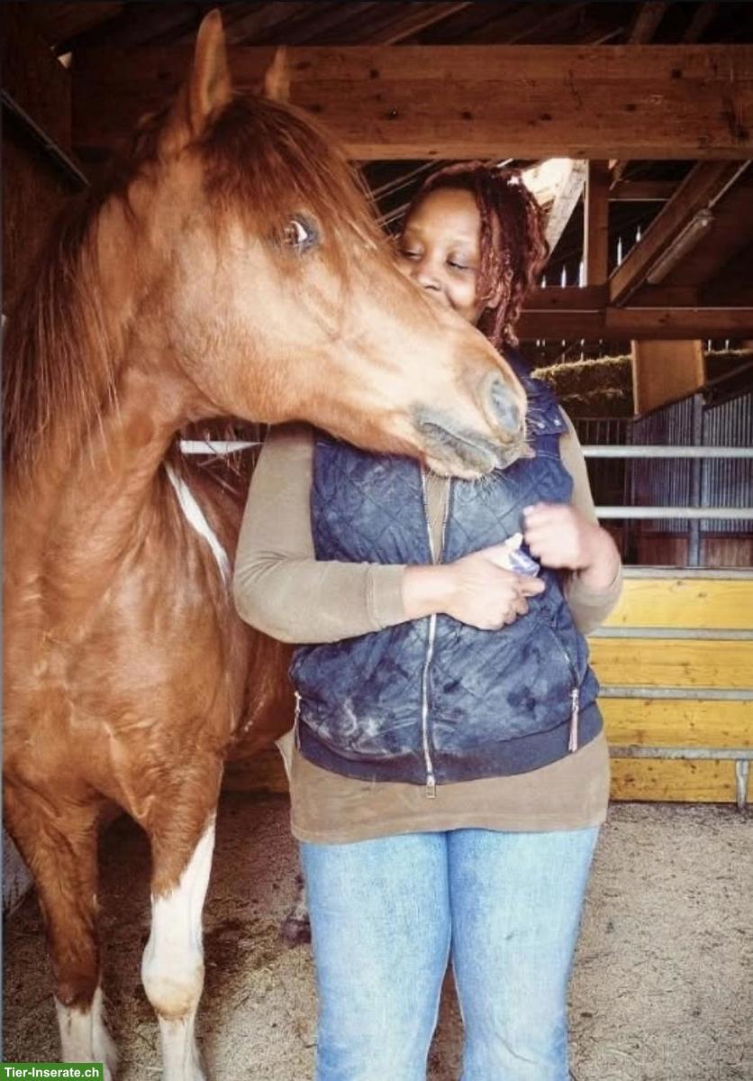 Bild 2: Reitbeteiligung gesucht im Raum Bronschofen SG