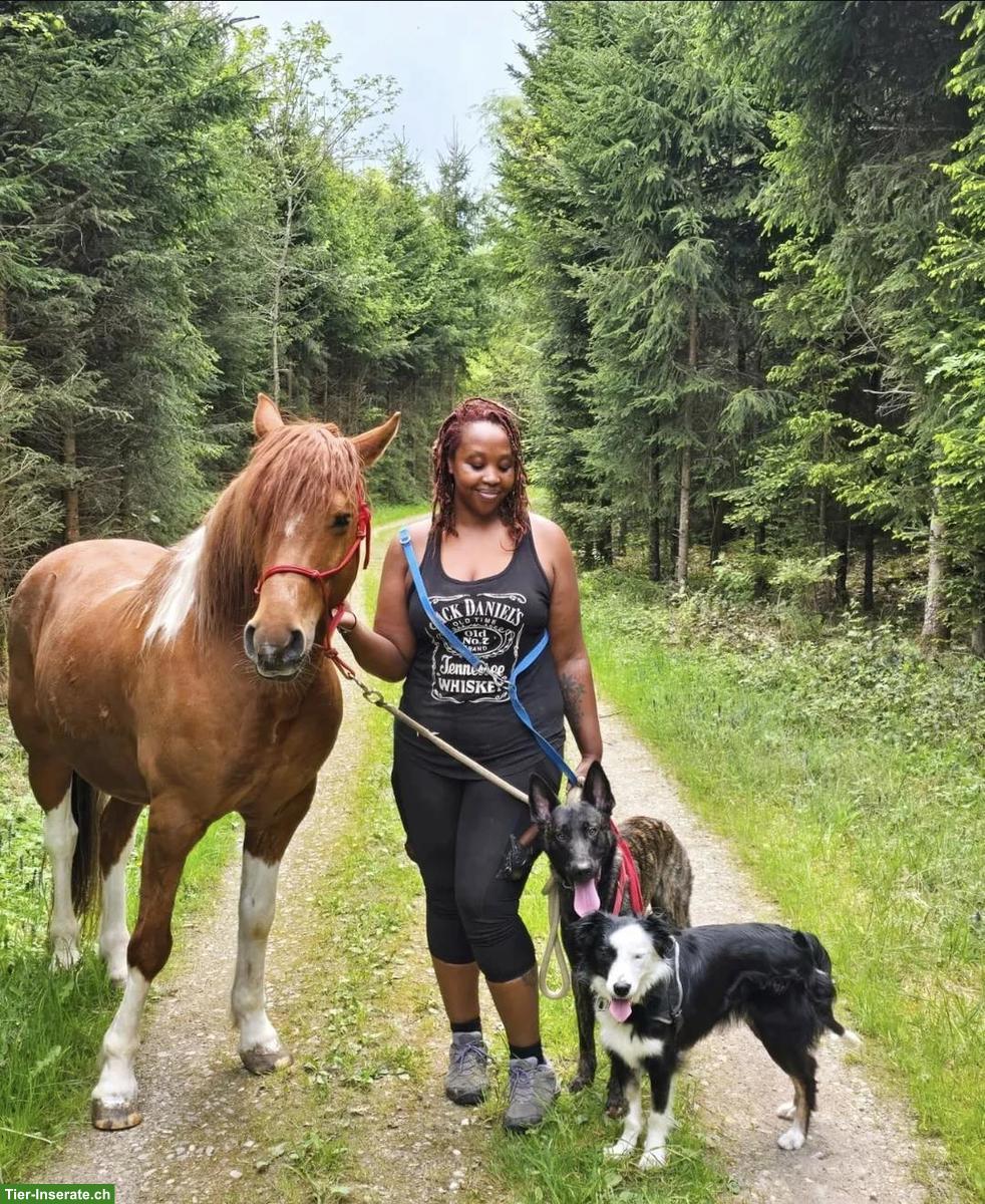 Bild 3: Reitbeteiligung gesucht im Raum Bronschofen SG