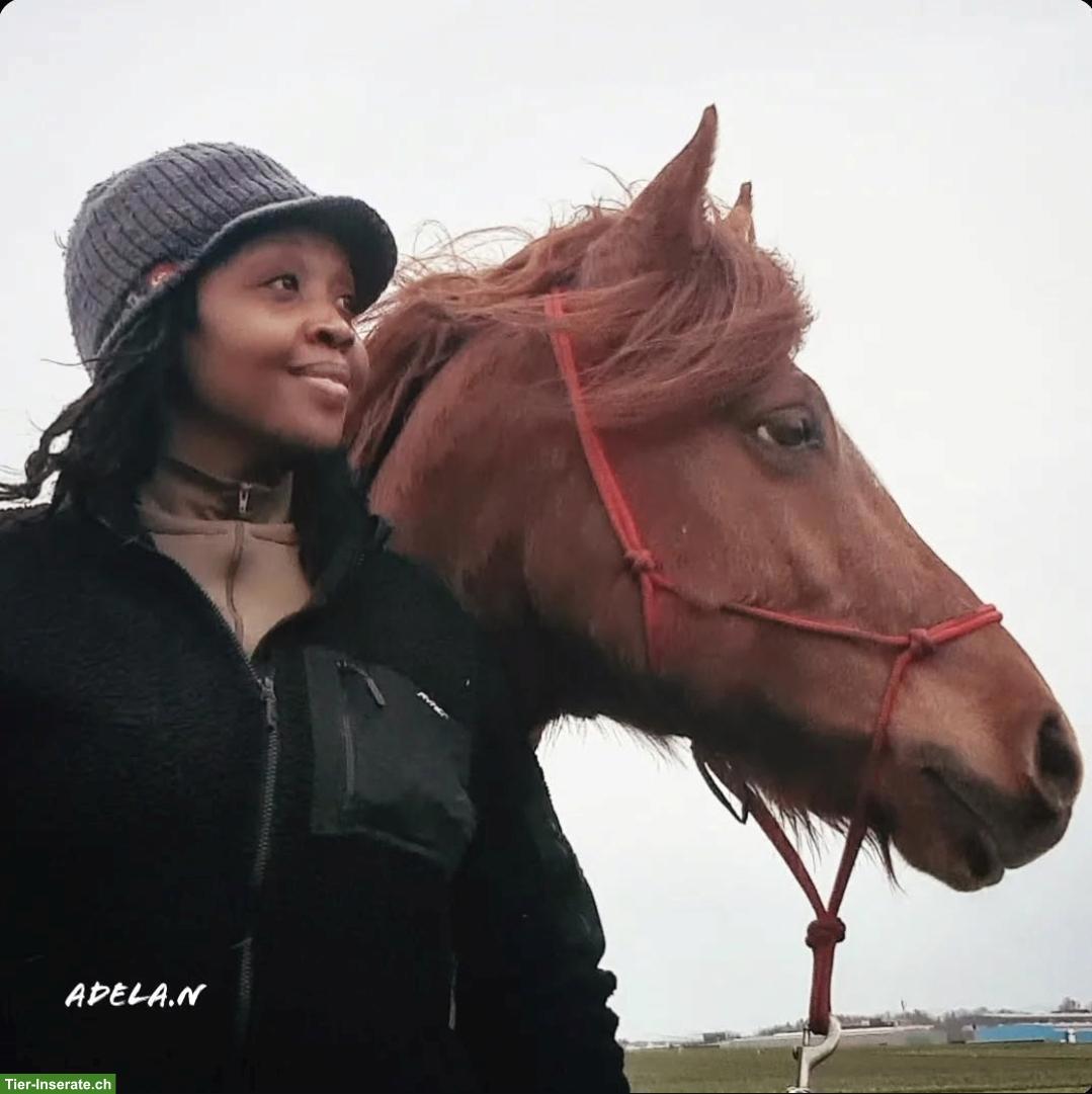 Bild 4: Reitbeteiligung gesucht im Raum Bronschofen SG
