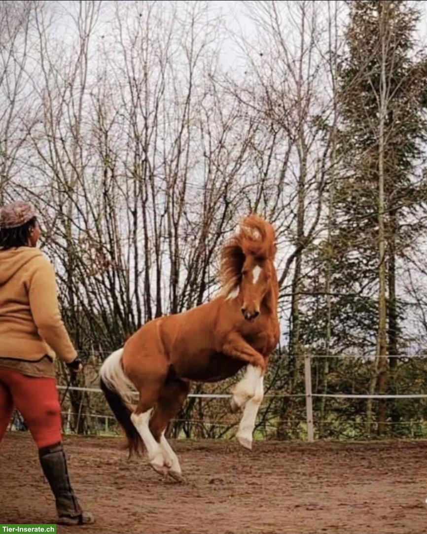 Bild 5: Reitbeteiligung gesucht im Raum Bronschofen SG