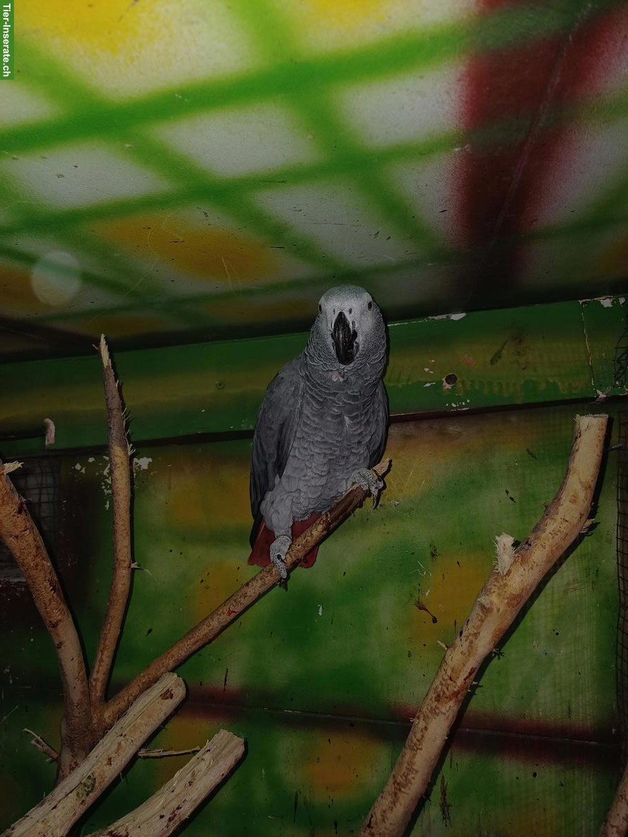 Graupapagei Männchen zu verkaufen