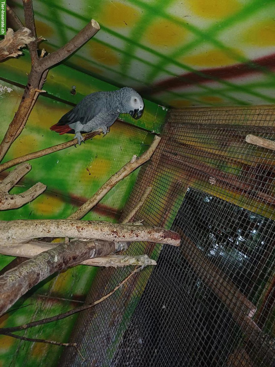 Bild 2: Graupapagei Männchen zu verkaufen