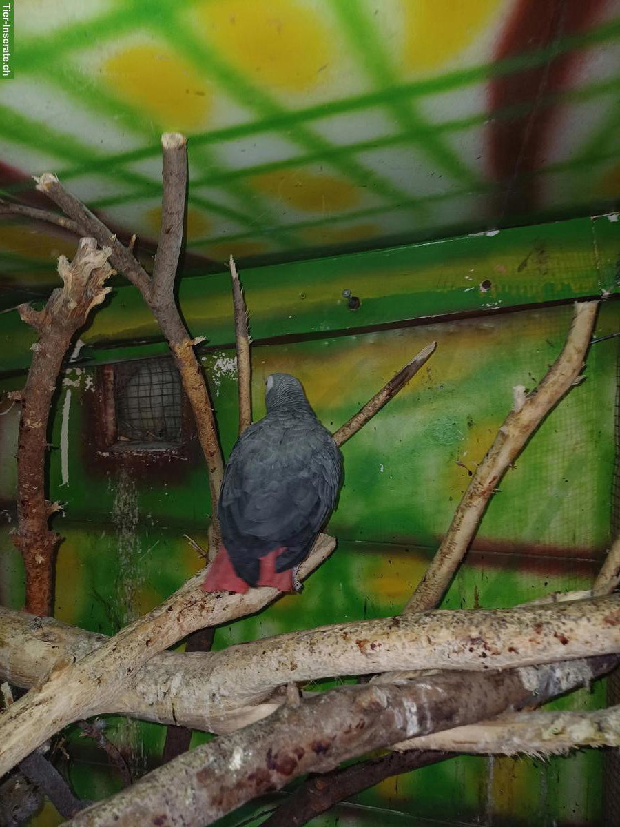 Bild 3: Graupapagei Männchen zu verkaufen