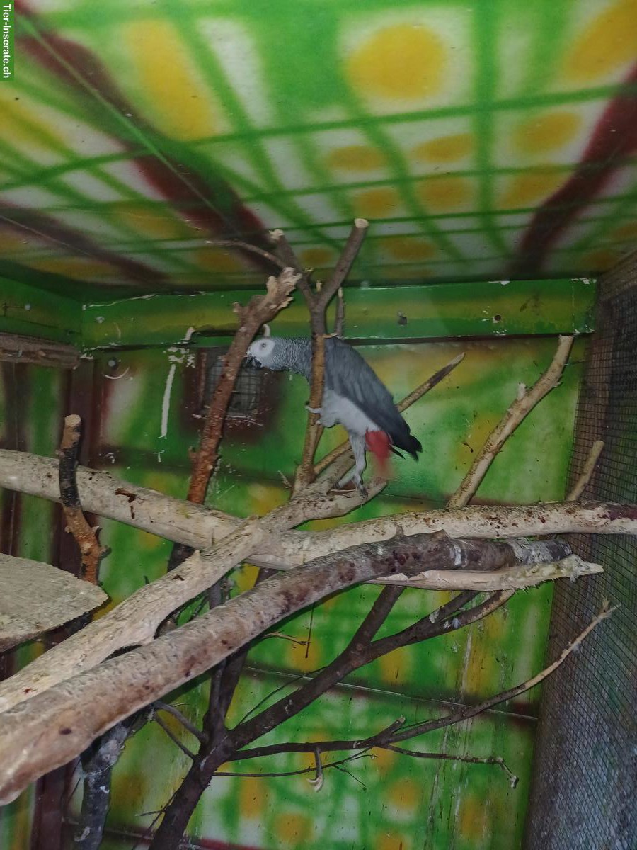 Bild 4: Graupapagei Männchen zu verkaufen