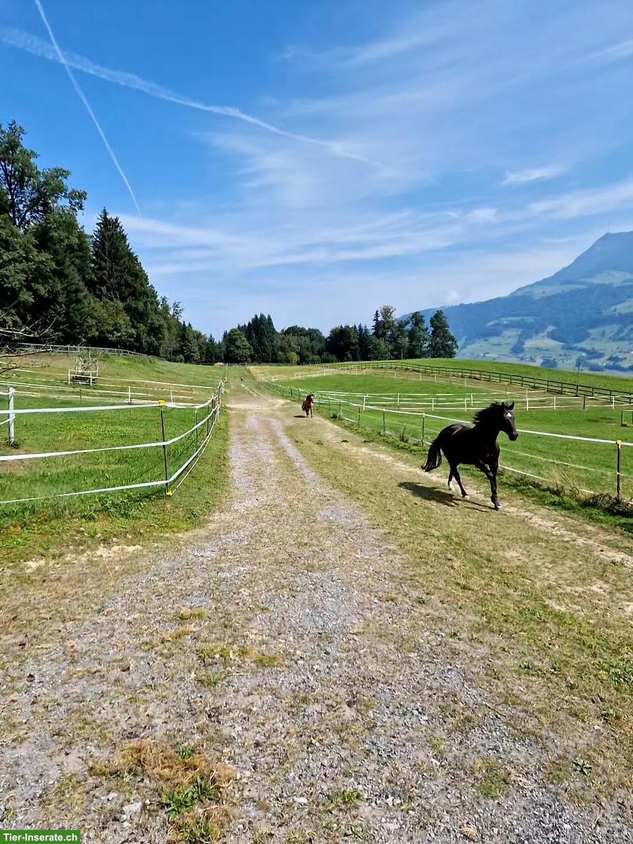 Platz frei im Allergikerstall für Stute, Merlischachen SZ
