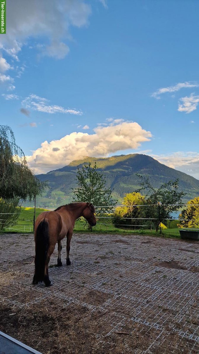 Bild 2: Platz frei im Allergikerstall für Stute, Merlischachen SZ