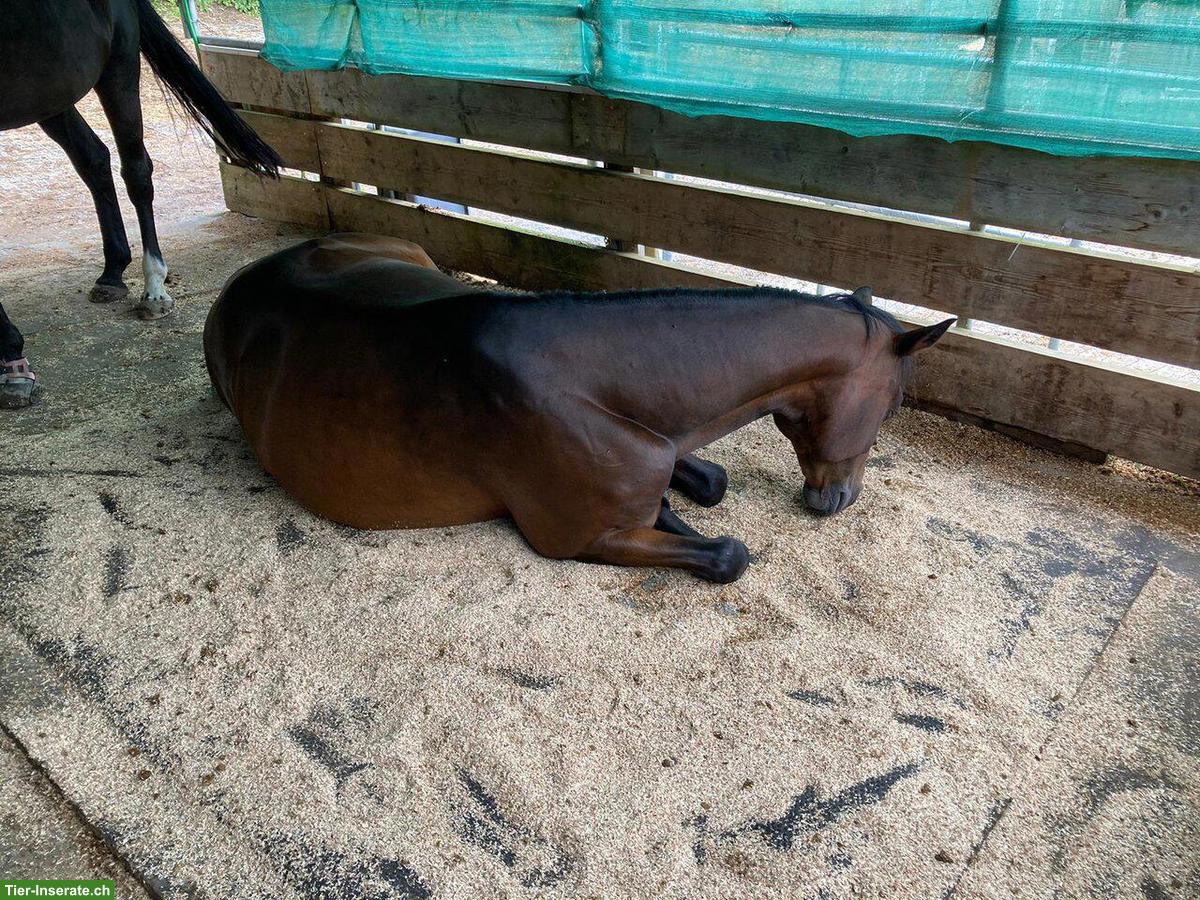 Bild 3: Platz frei im Allergikerstall für Stute, Merlischachen SZ