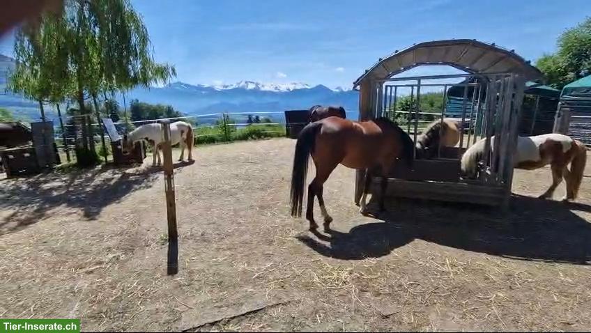Bild 4: Platz frei im Allergikerstall für Stute, Merlischachen SZ