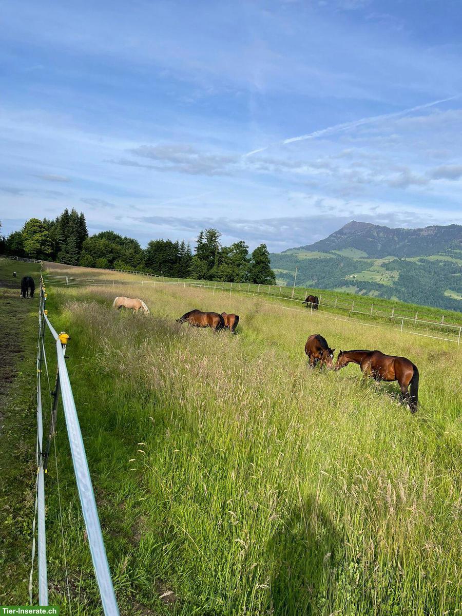 Bild 5: Platz frei im Allergikerstall für Stute, Merlischachen SZ