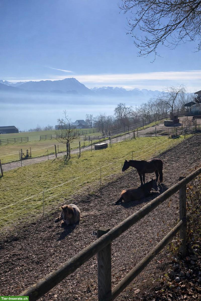 Bild 6: Platz frei im Allergikerstall für Stute in Merlischachen SZ