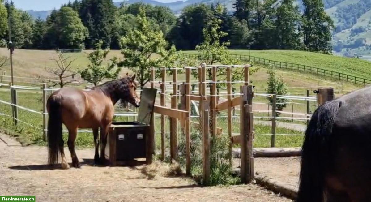 Bild 7: Platz frei im Allergikerstall für Stute in Merlischachen SZ