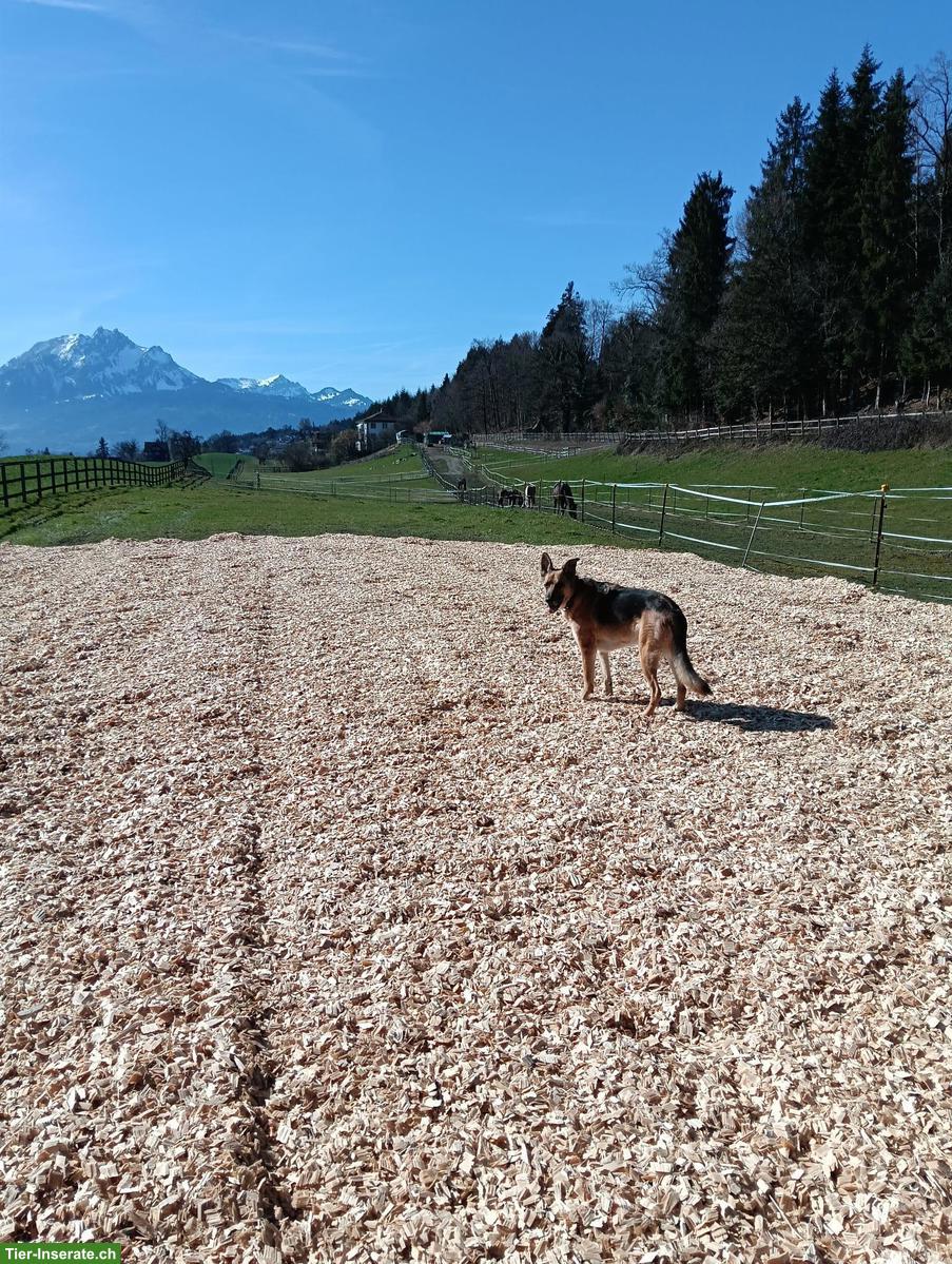 Bild 8: Platz frei im Allergikerstall für Stute in Merlischachen SZ