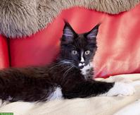 Maine Coon Kitten Black-White & Black Smoke mit wenig Weiss