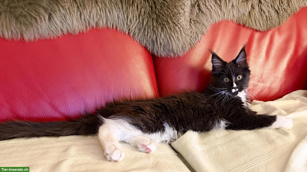 Bild 2: Maine Coon Kitten Black-White & Black Smoke mit wenig Weiss