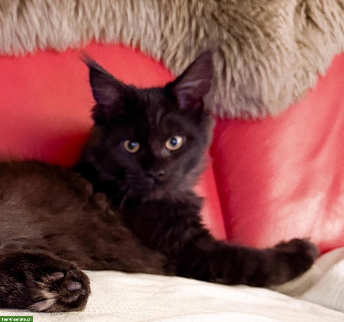 Bild 3: Maine Coon Kitten Black-White & Black Smoke mit wenig Weiss