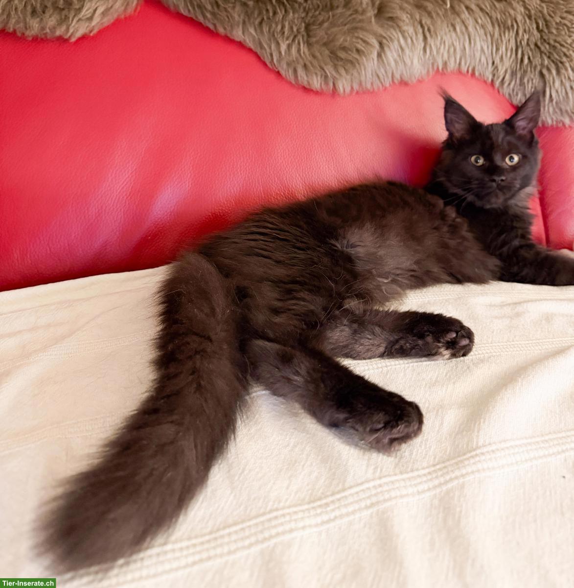 Bild 4: Maine Coon Kitten Black-White & Black Smoke mit wenig Weiss