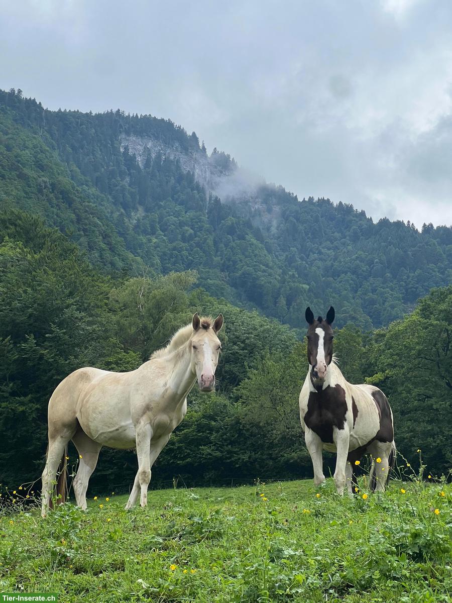 Pferde Alp / Alm / Sommerweide im Rheintal SG
