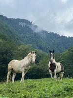Pferde Alp / Alm / Sommerweide im Rheintal SG