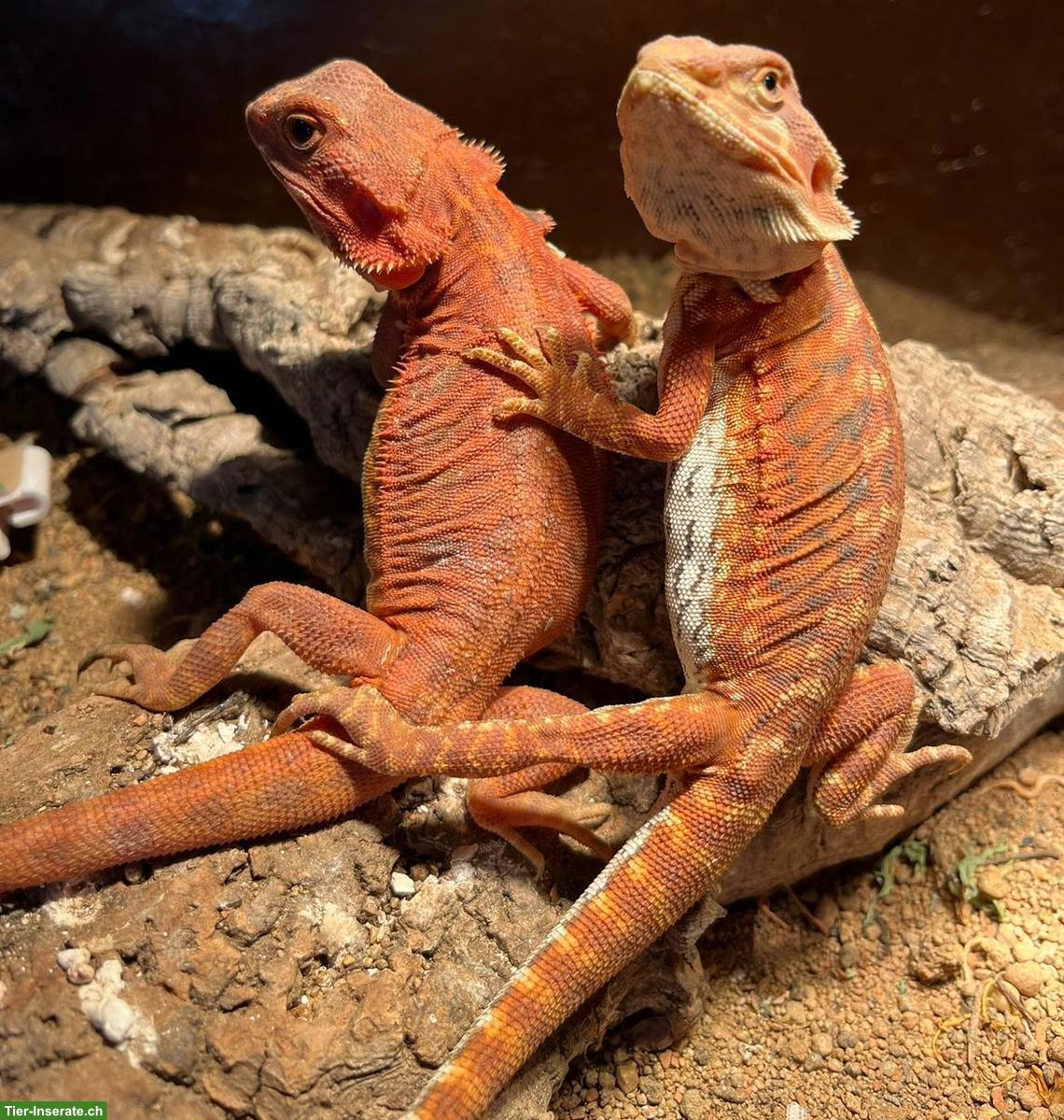 Streifenköpfige Bartagame (Pogona vitticeps) Weibchen
