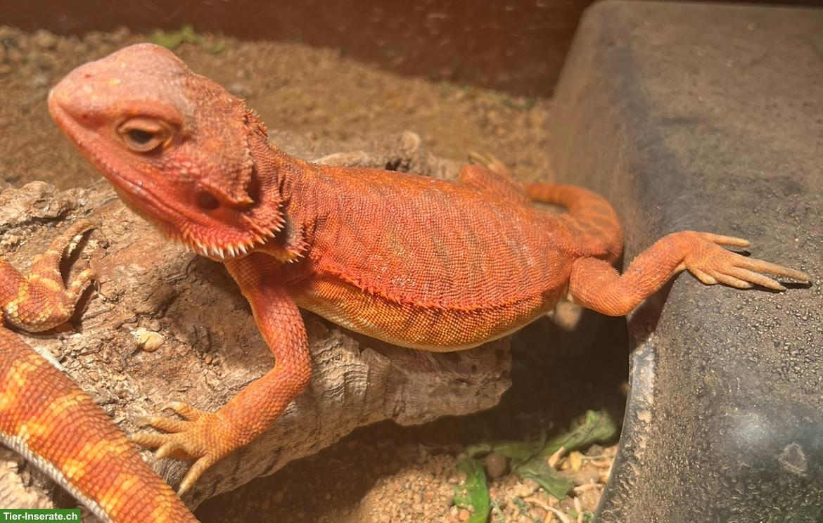 Bild 2: Streifenköpfige Bartagame (Pogona vitticeps) Weibchen