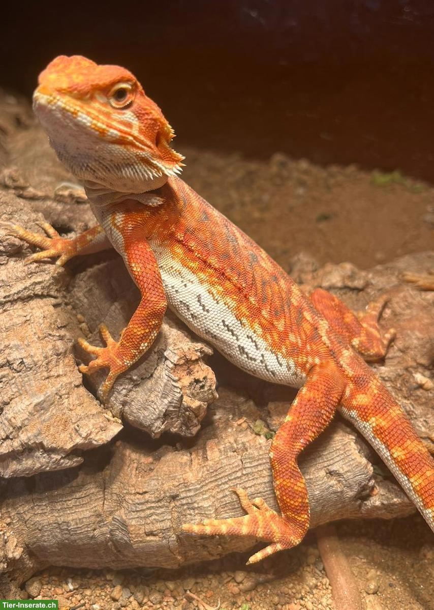 Bild 3: Streifenköpfige Bartagame (Pogona vitticeps) Weibchen