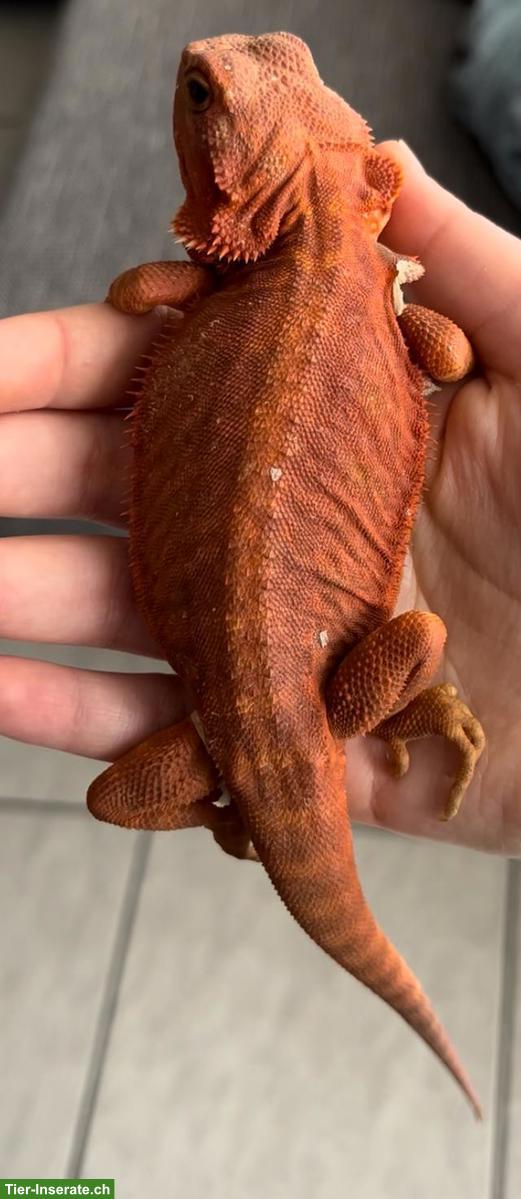 Bild 4: Streifenköpfige Bartagame (Pogona vitticeps) Weibchen