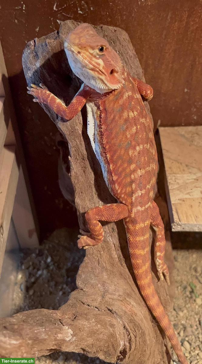 Bild 5: Streifenköpfige Bartagame (Pogona vitticeps) Weibchen