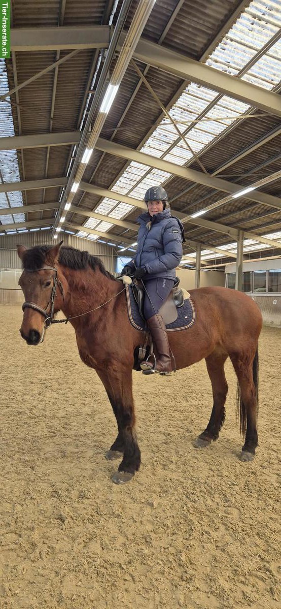 Reitbeteiligung auf Freibergerstute und Warmblutstute, Mahren SO