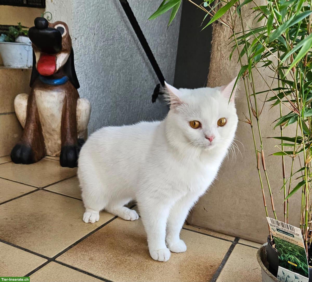 Britisch Kurzhaar Deckkater, weiss