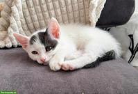 Babykatzen, weiss-schwarze Kätzin & rot-getigert Kater