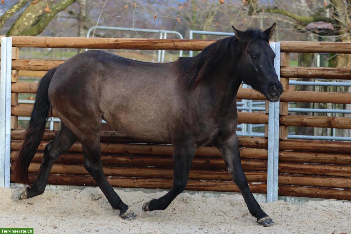 Foundation Quarter Horse Stute zu verkaufen