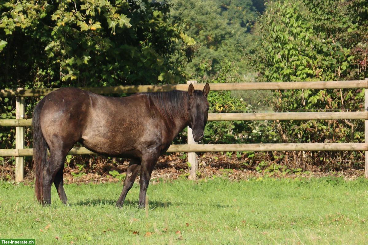 Bild 2: Foundation Quarter Horse Stute zu verkaufen