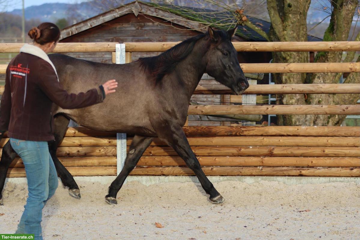 Bild 3: Foundation Quarter Horse Stute zu verkaufen