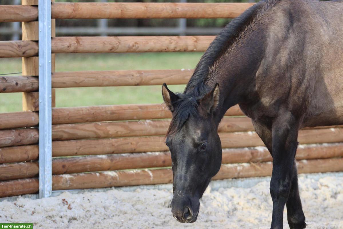 Bild 4: Foundation Quarter Horse Stute zu verkaufen