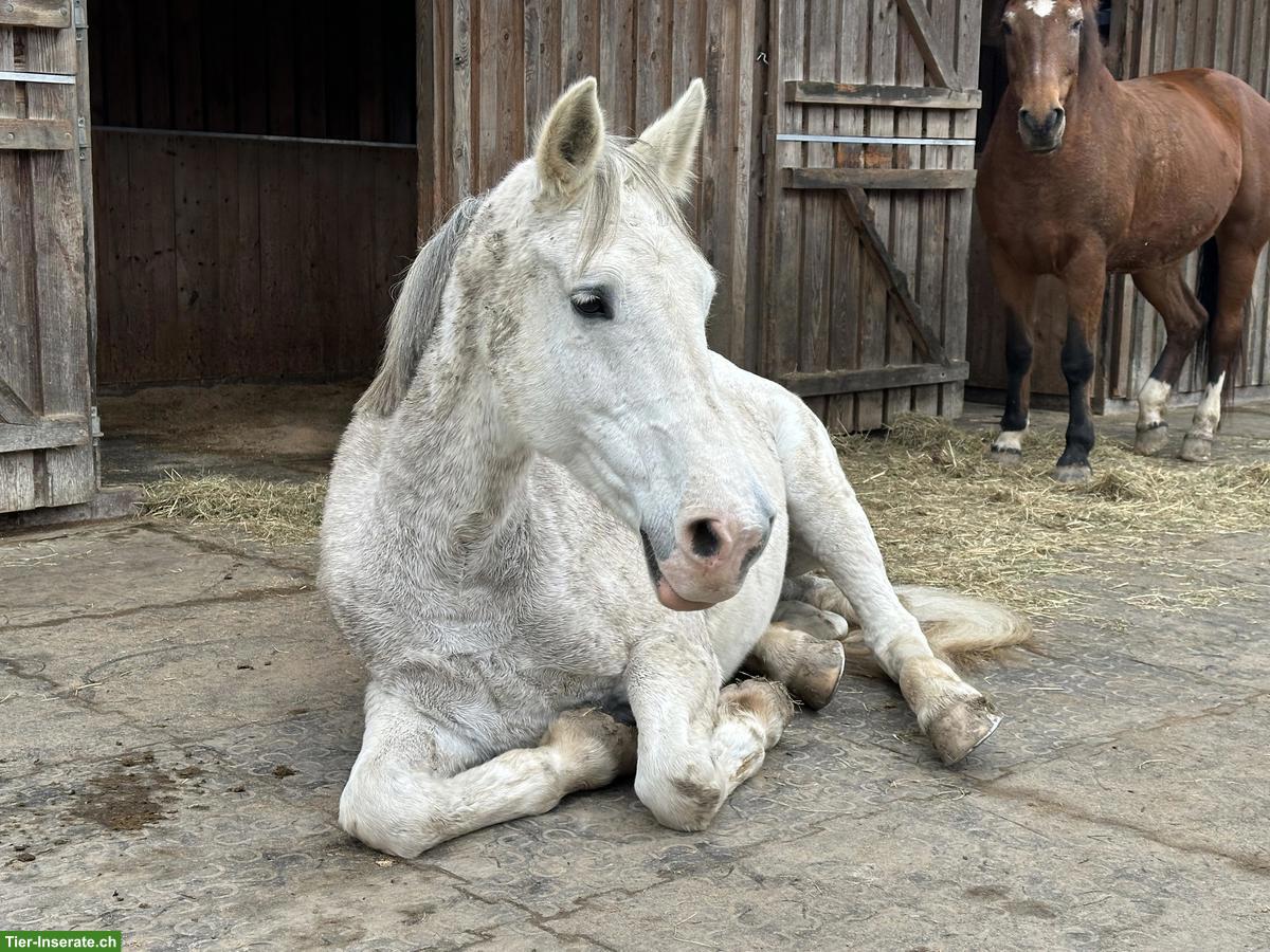 Reitbeteiligung in Affoltern am Albis