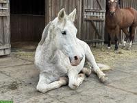 Reitbeteiligung in Affoltern am Albis