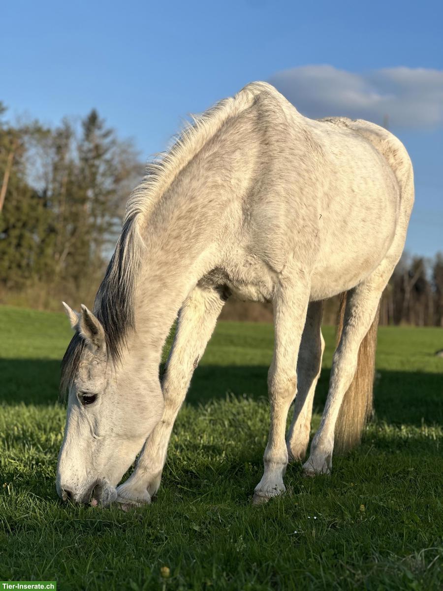 Bild 2: Reitbeteiligung in Affoltern am Albis