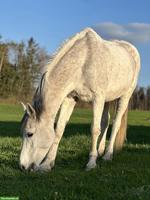 Reitgelegenheit für Freundinnen / Paare, Zwillikon ZH