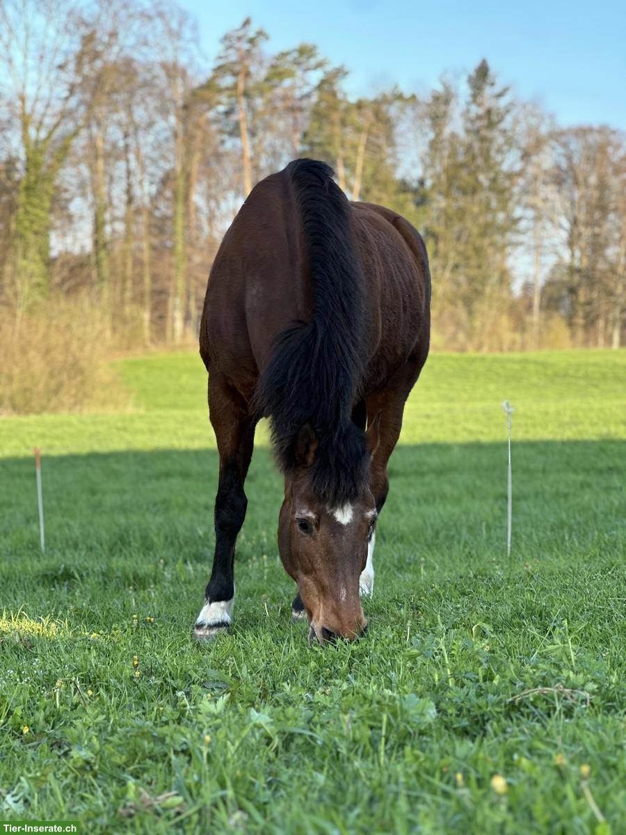 Bild 2: Reitgelegenheit für Freundinnen / Paare, Zwillikon ZH