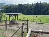 Offenstallplatz in sozialer, kleiner Herde in Hohentannen TG