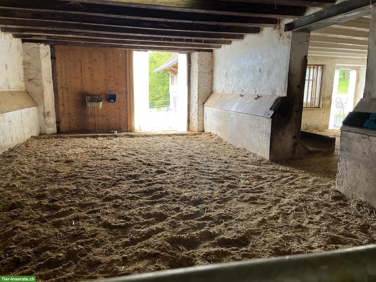 Bild 3: Offenstallplatz in sozialer, kleiner Herde in Hohentannen TG