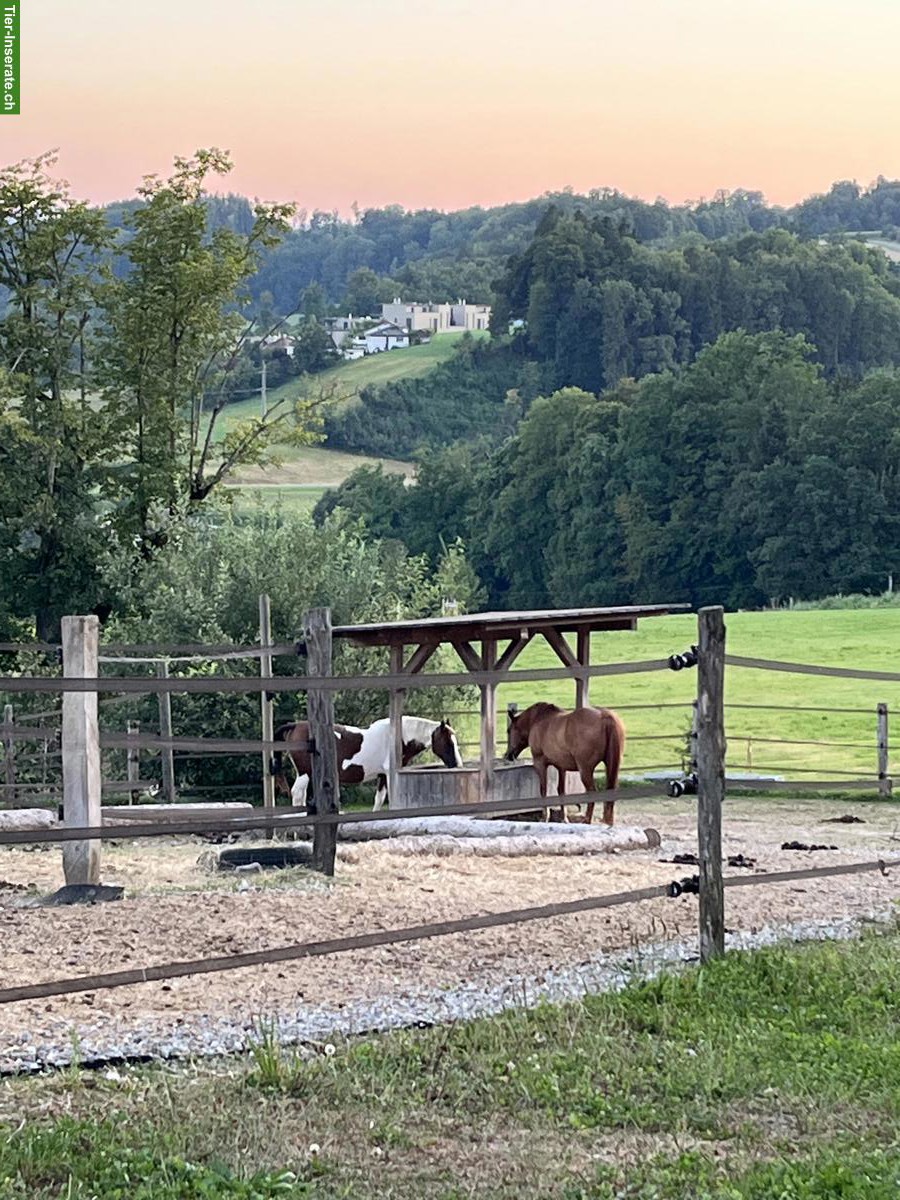 Bild 5: Offenstallplatz in sozialer, kleiner Herde in Hohentannen TG