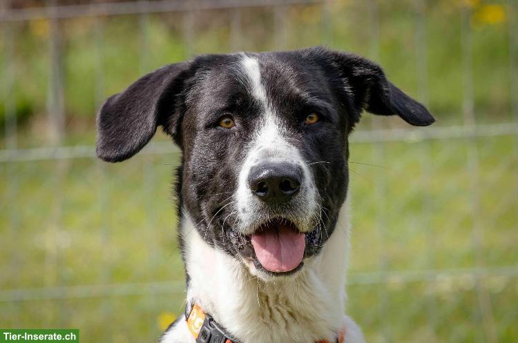 Liebevolle Hunde-Tages-Betreuung