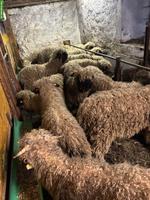 Walliser Schwarznasenschaf Widder-Lämmer zu verkaufen