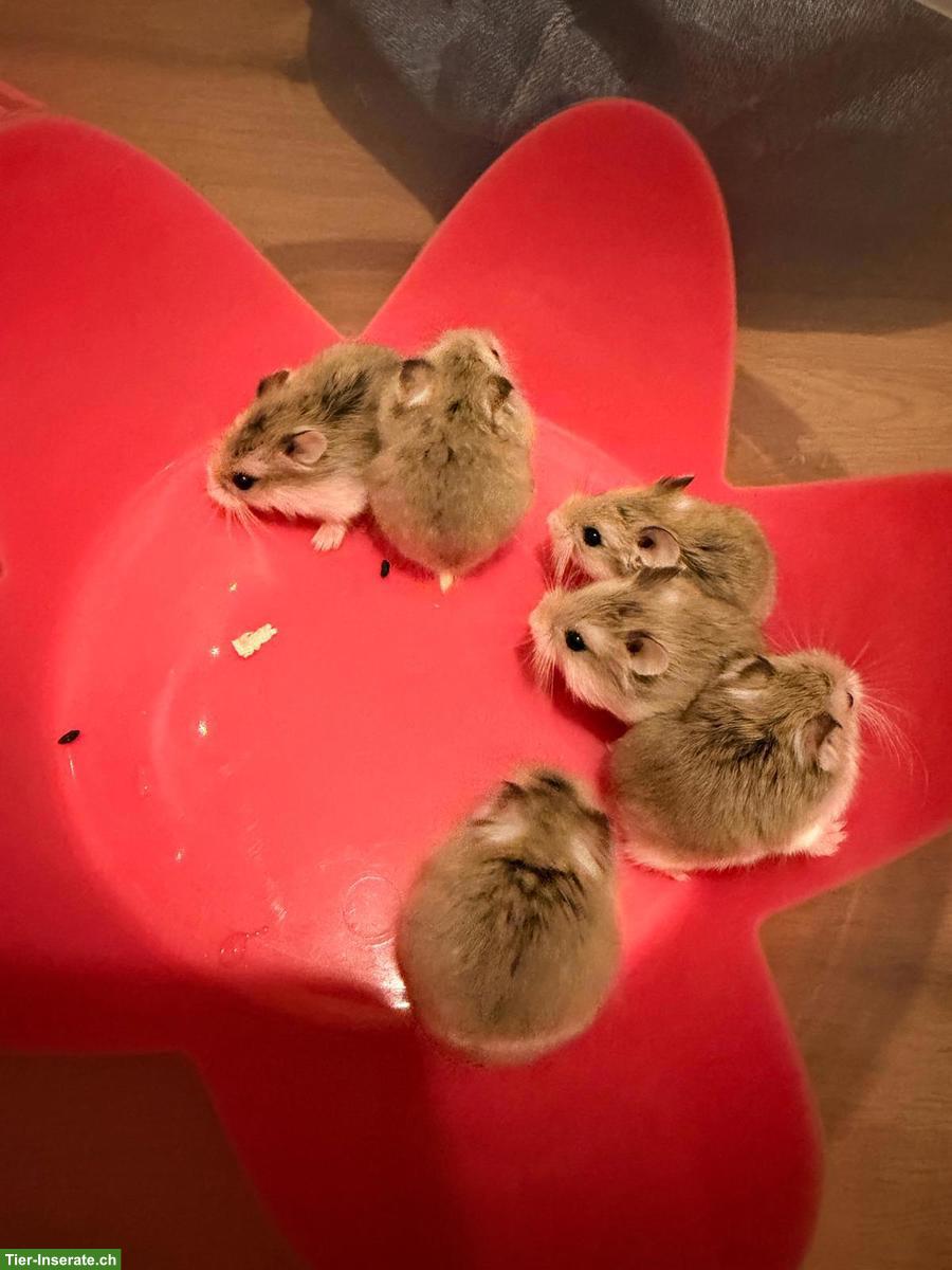 Süsse Roborowski Zwerghamster sucht neues Zuhause