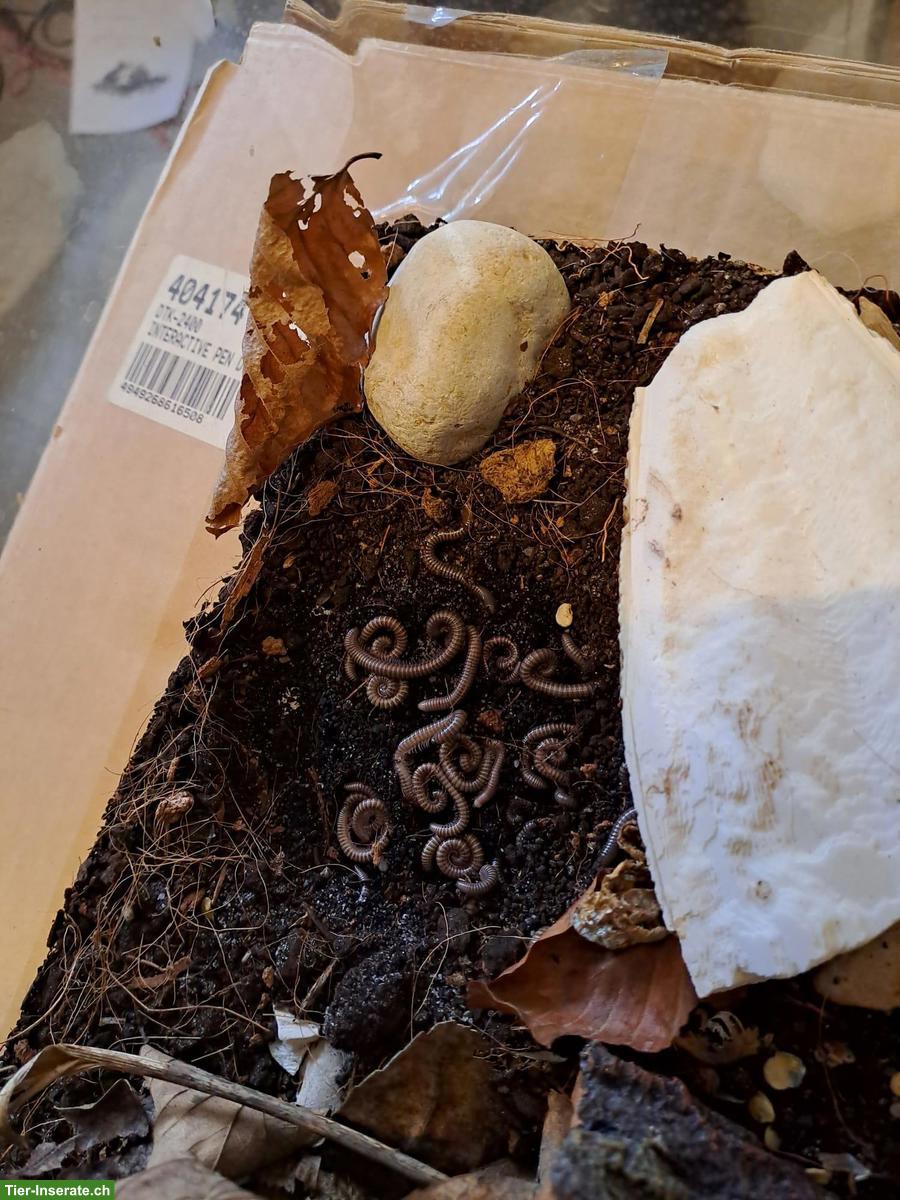 Bild 2: Spirostreptus spec. 8 "Grüne Fee" Tausendfüssler