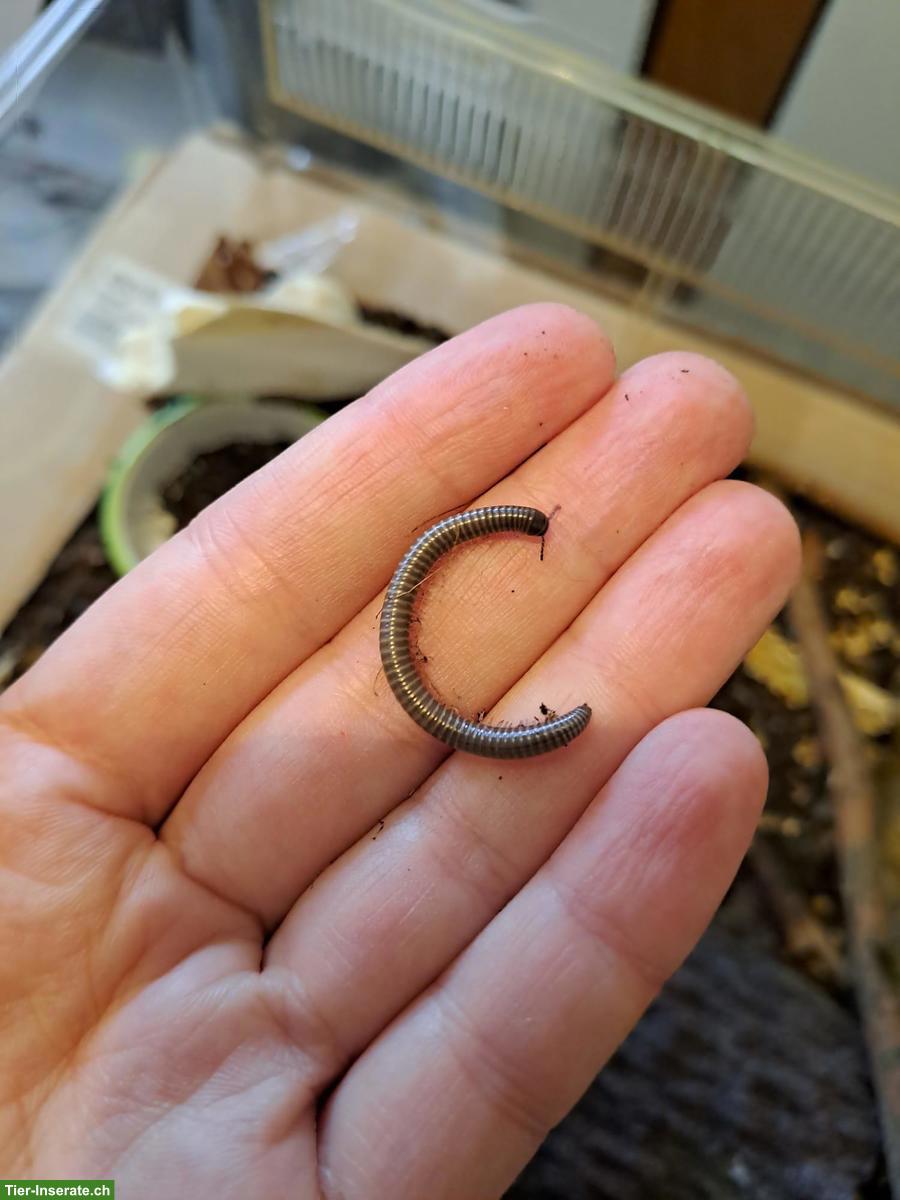 Bild 5: Spirostreptus spec. 8 "Grüne Fee" Tausendfüssler