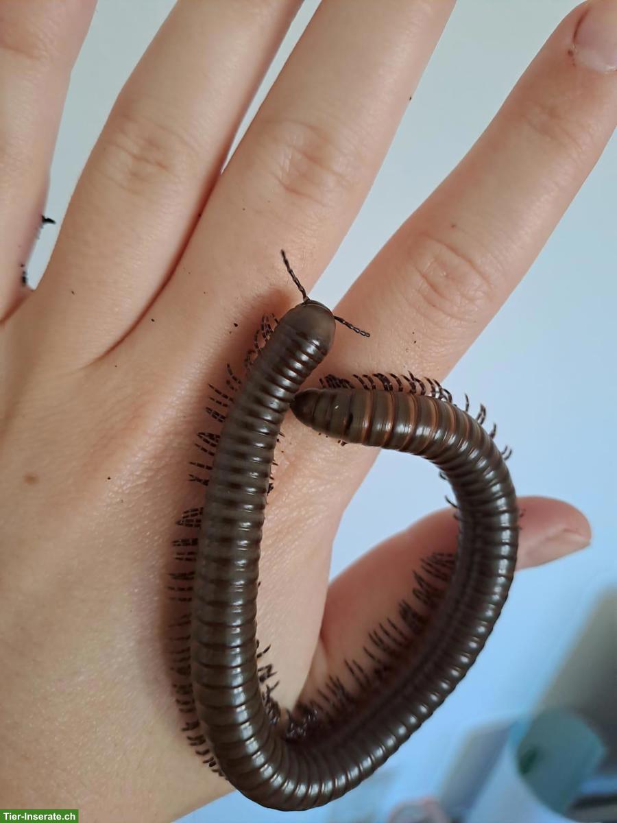 Bild 6: Spirostreptus spec. 8 "Grüne Fee" Tausendfüssler